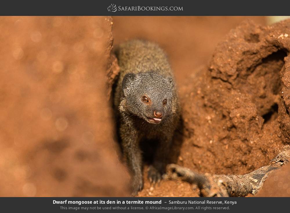Dwarf mongoose at its den in a termite mound in Samburu National Reserve, Kenya