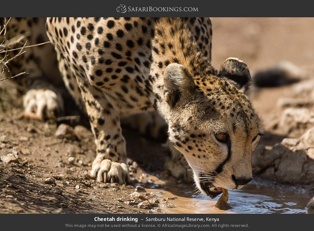 Cheetah drinking in Samburu National Reserve, Kenya