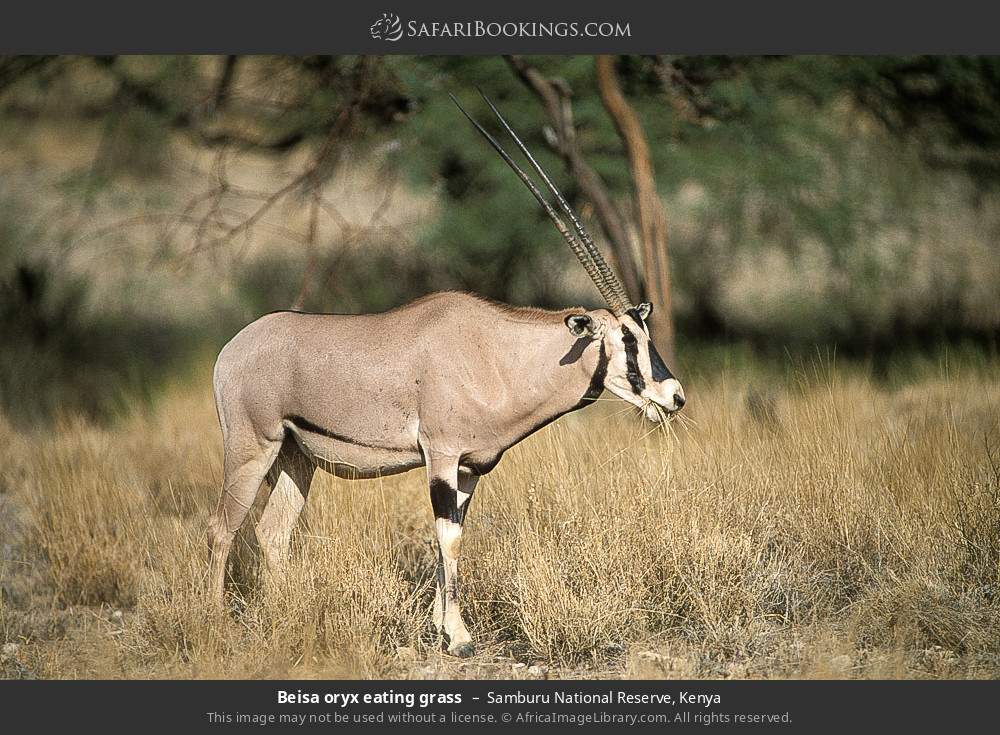 Beisa oryx in Samburu National Reserve, Kenya