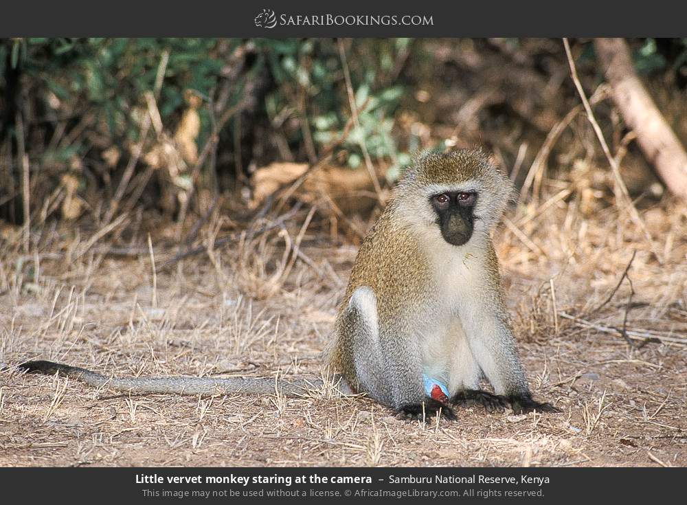 Vervet monkey in Samburu National Reserve, Kenya