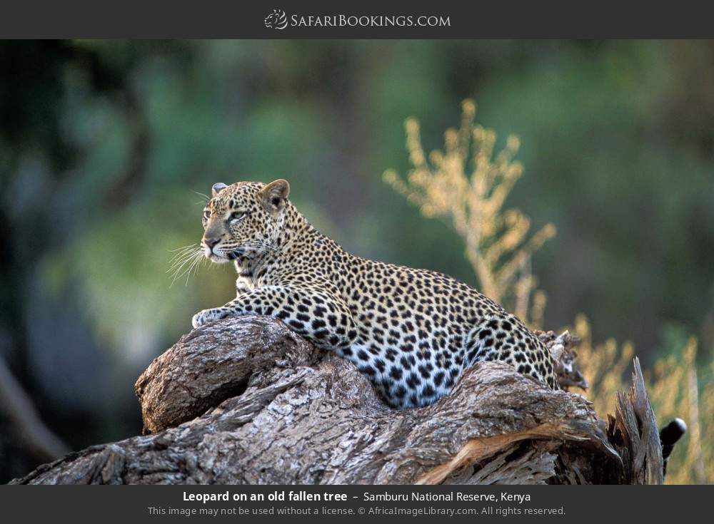 Leopard in Samburu National Reserve, Kenya