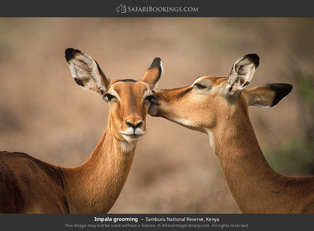 Impalas grooming in Samburu National Reserve, Kenya