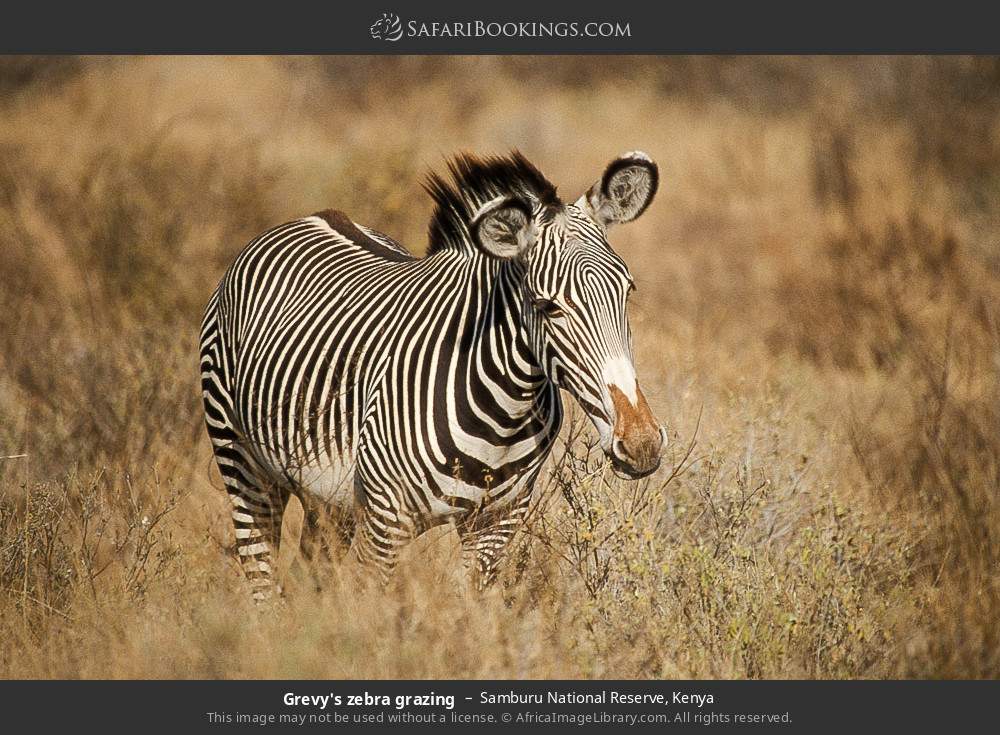 Grevy's zebra grazing in Samburu National Reserve, Kenya