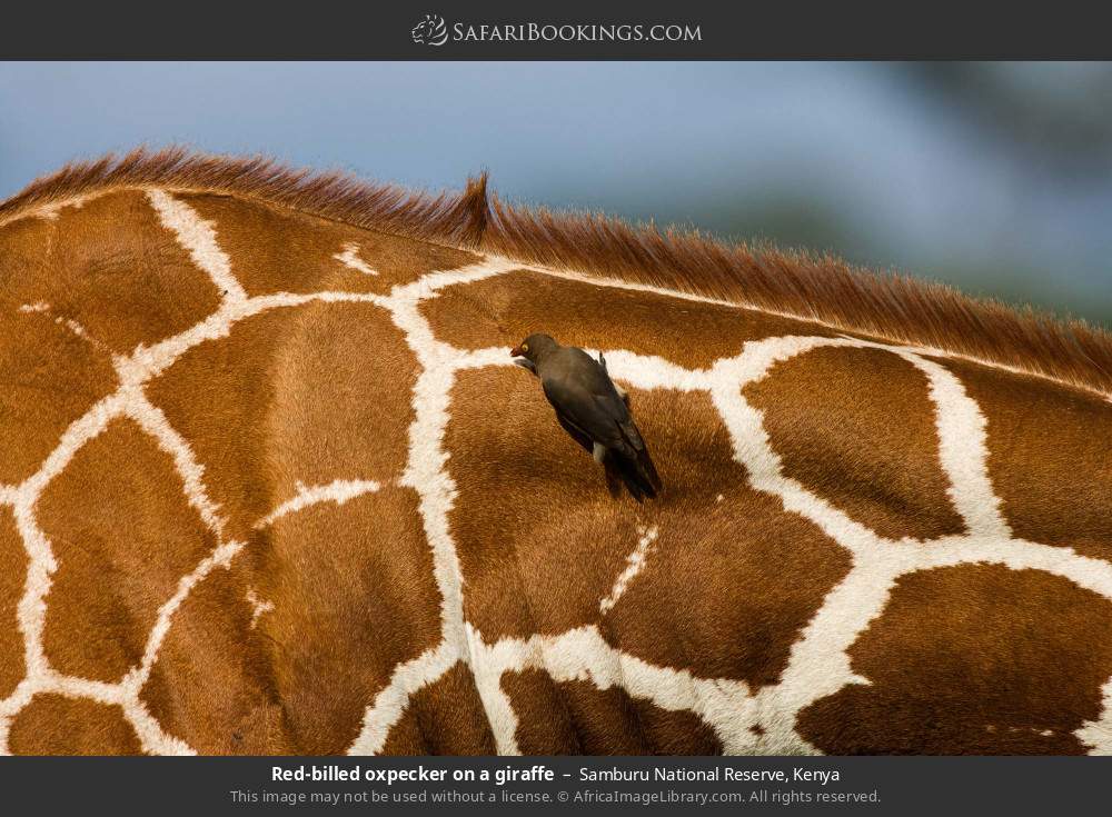 Red-billed oxpecker on a giraffe in Samburu National Reserve, Kenya