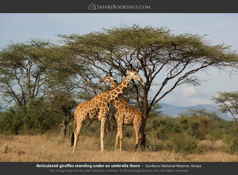 Reticulated giraffes standing under an umbrella thorn in Samburu National Reserve, Kenya