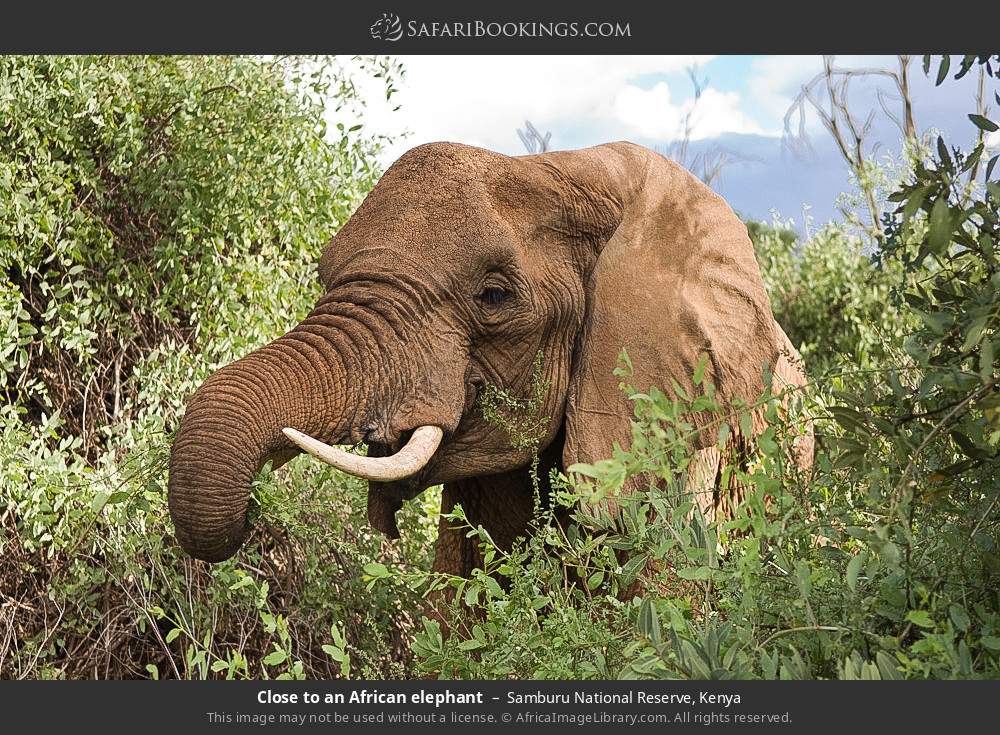 African elephant in Samburu National Reserve, Kenya