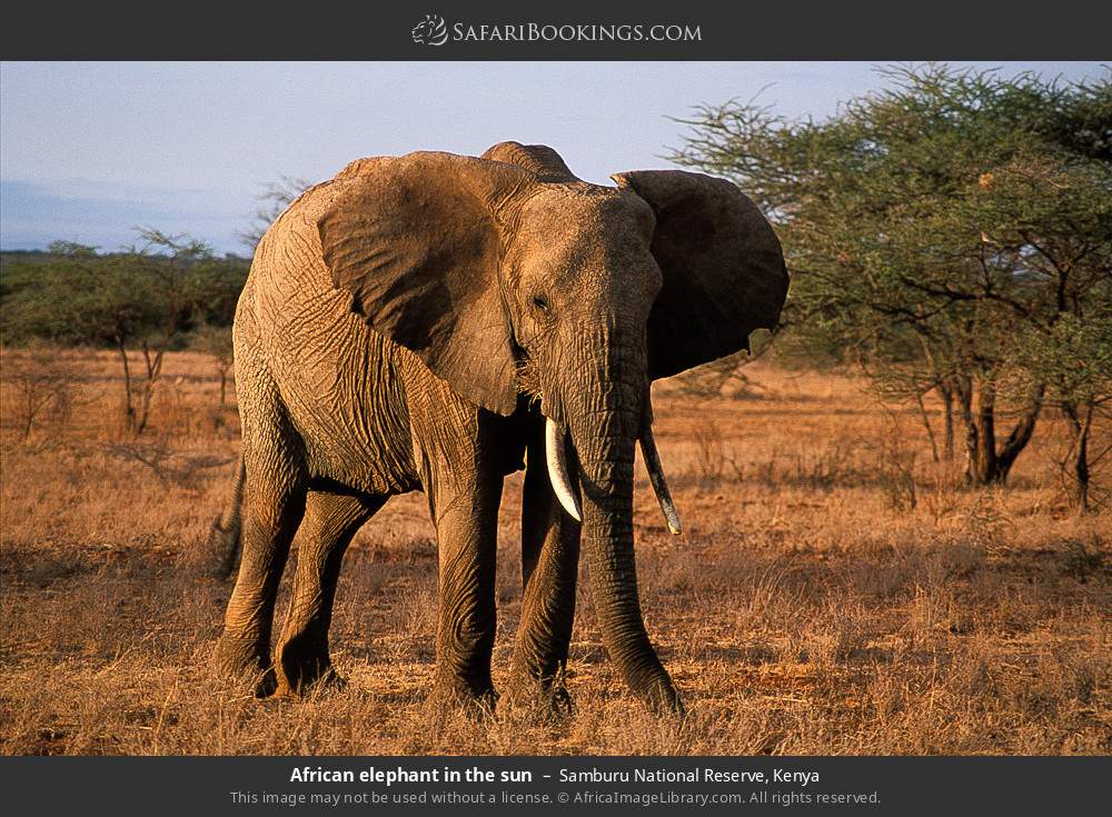 African elephant in Samburu National Reserve, Kenya