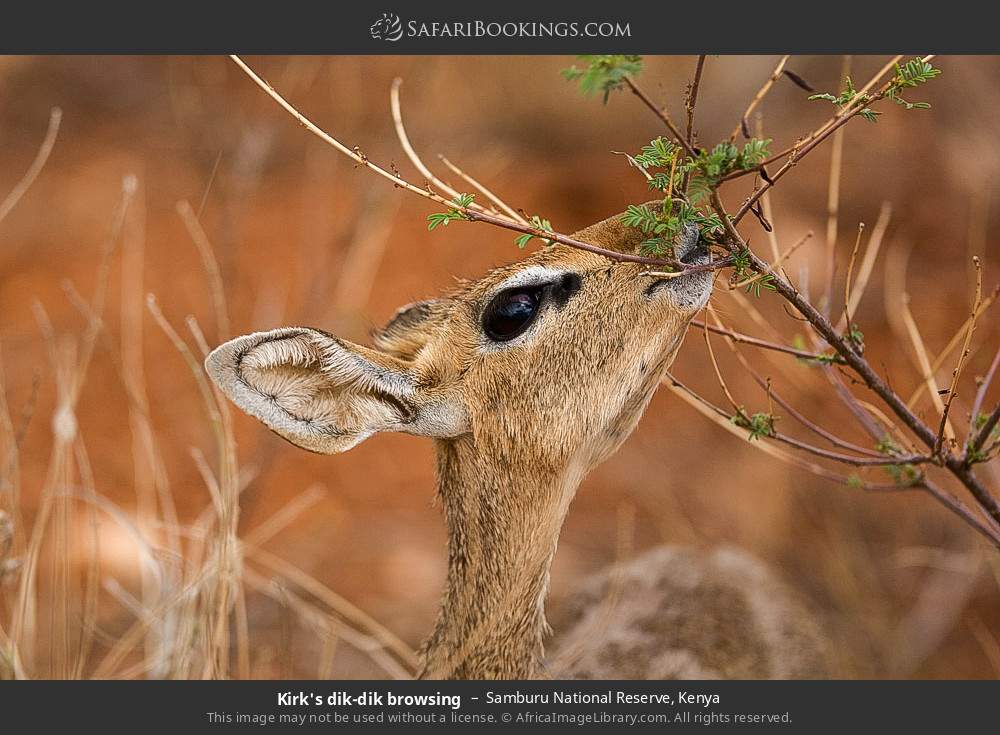 Kirk's dik-dik in Samburu National Reserve, Kenya