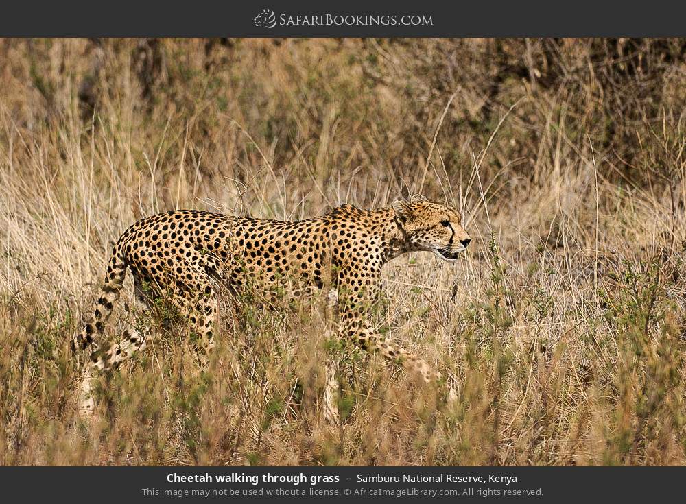 Cheetah walking through grass in Samburu National Reserve, Kenya