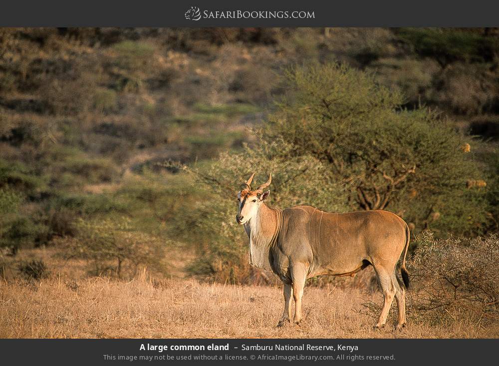 A large common eland in Samburu National Reserve, Kenya