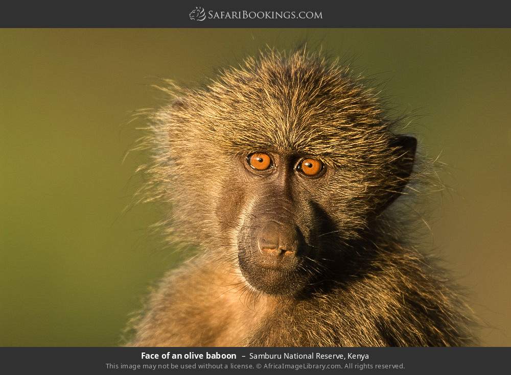 Young olive baboon in Samburu National Reserve, Kenya