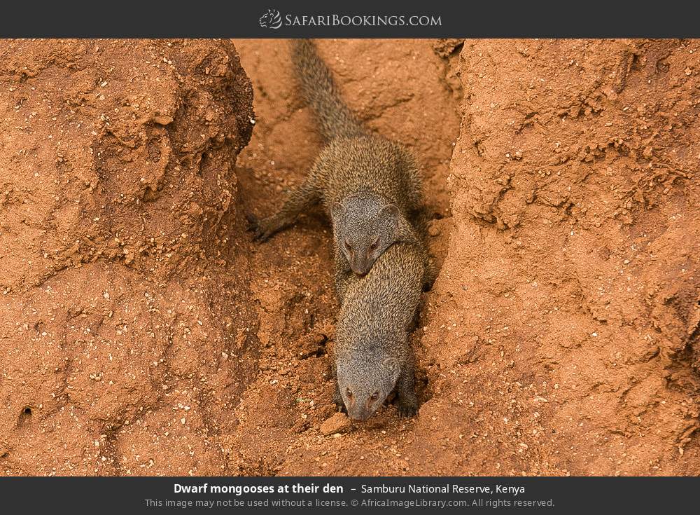 Dwarf mongooses at their den in Samburu National Reserve, Kenya