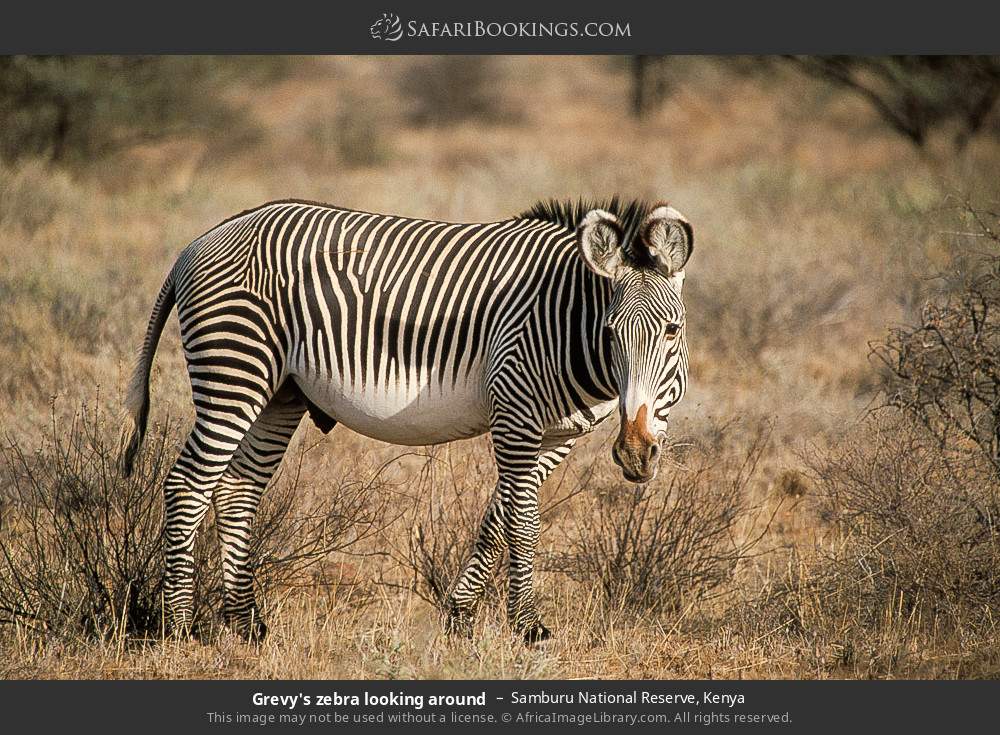 Grevy's zebra in Samburu National Reserve, Kenya