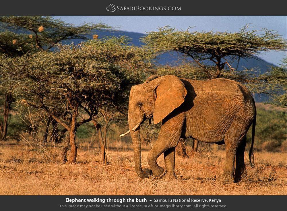 Elephant walking through the bush in Samburu National Reserve, Kenya