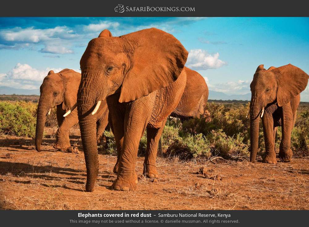 Elephants covered in red dust in Samburu National Reserve, Kenya