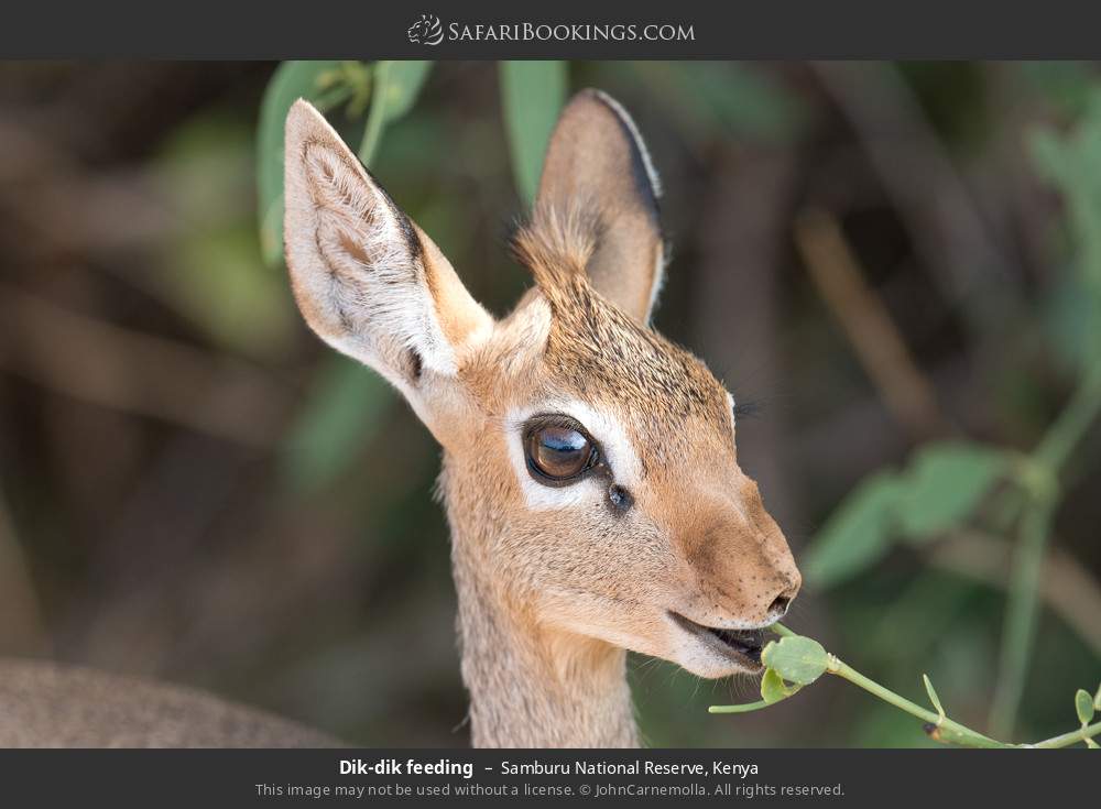 Dik-dik feeding in Samburu National Reserve, Kenya