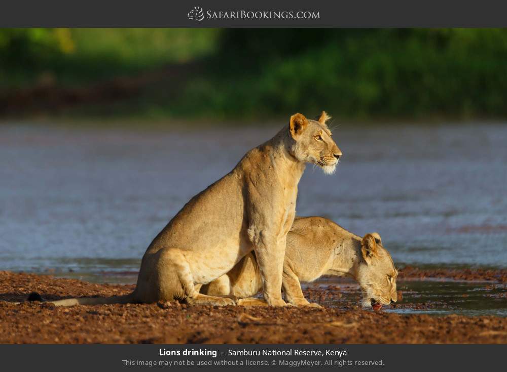 Lions drinking in Samburu National Reserve, Kenya