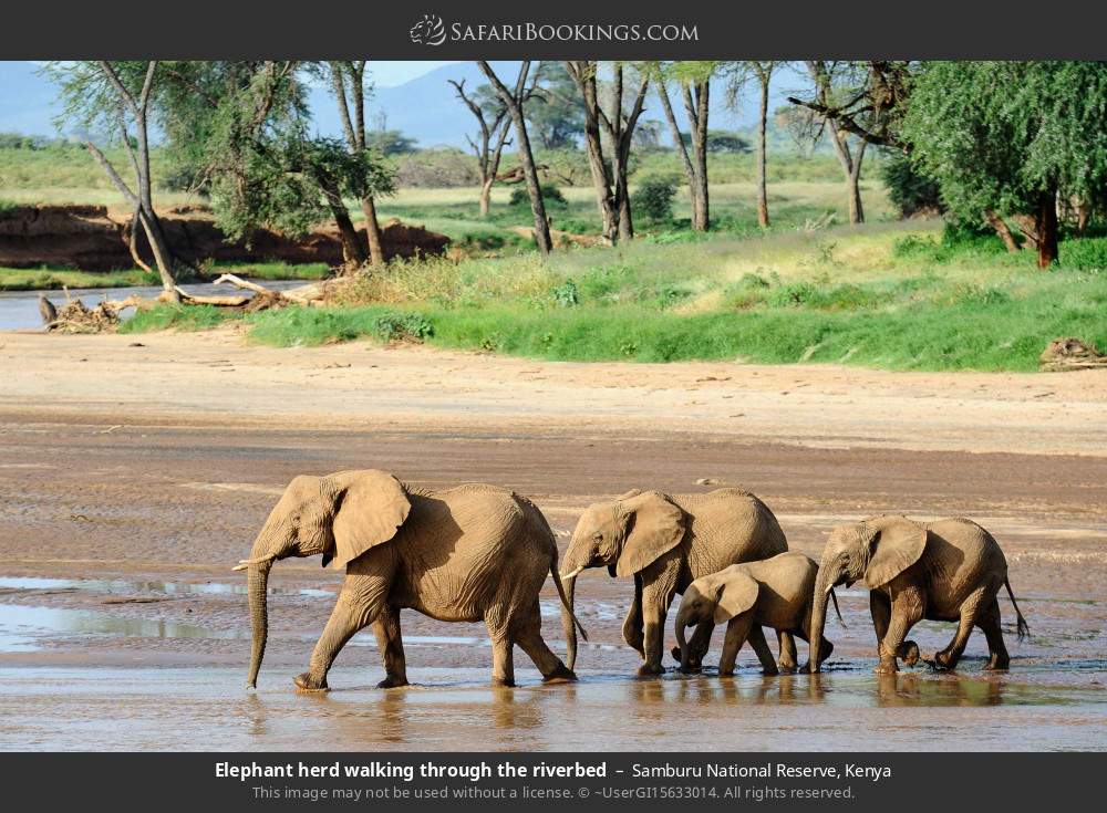 Elephant herd walking through the riverbed in Samburu National Reserve, Kenya