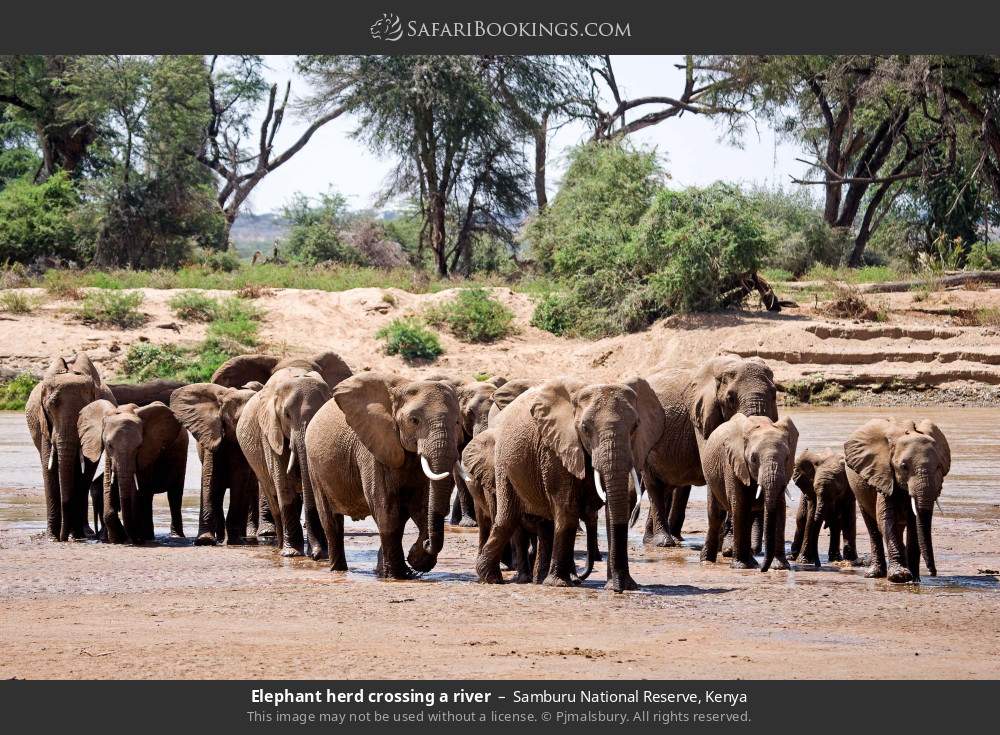 Elephant herd crossing a river in Samburu National Reserve, Kenya