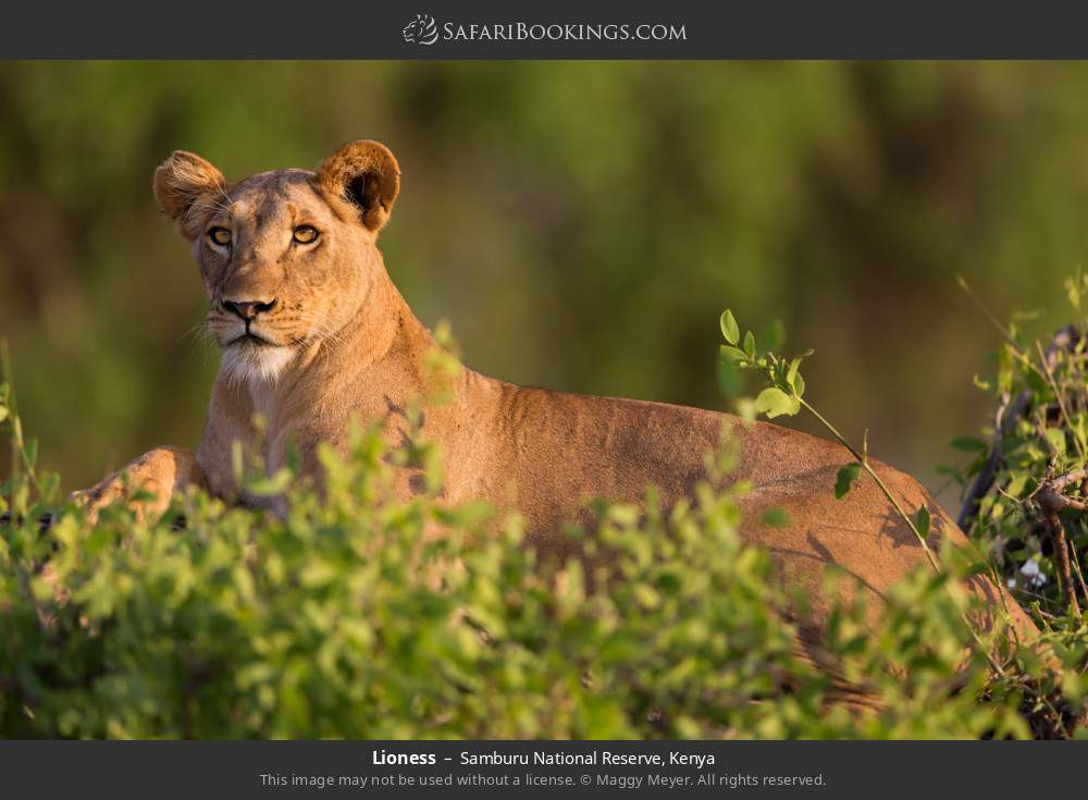 Lioness in Samburu National Reserve, Kenya