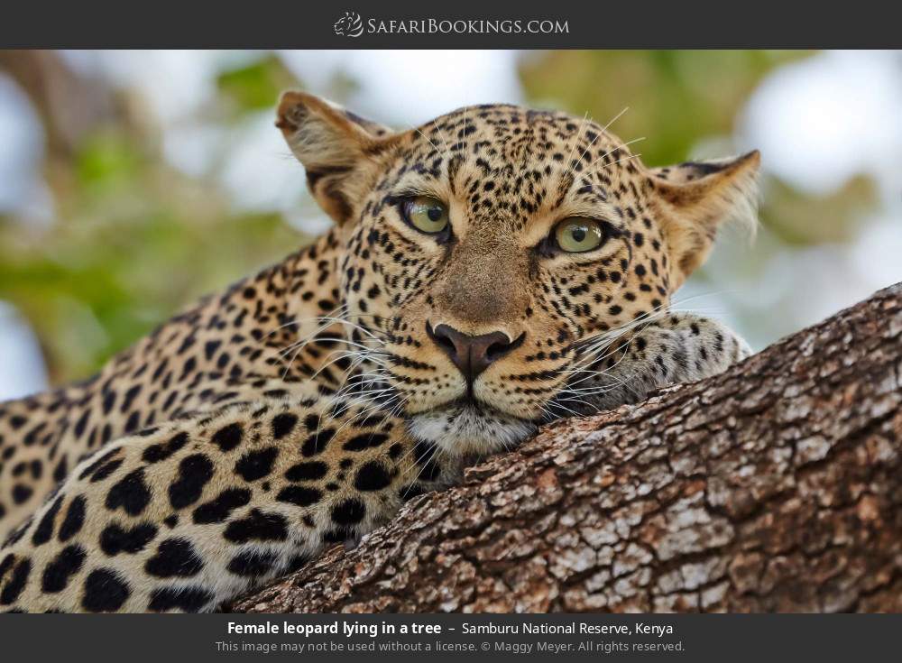 Female leopard lying in a tree in Samburu National Reserve, Kenya