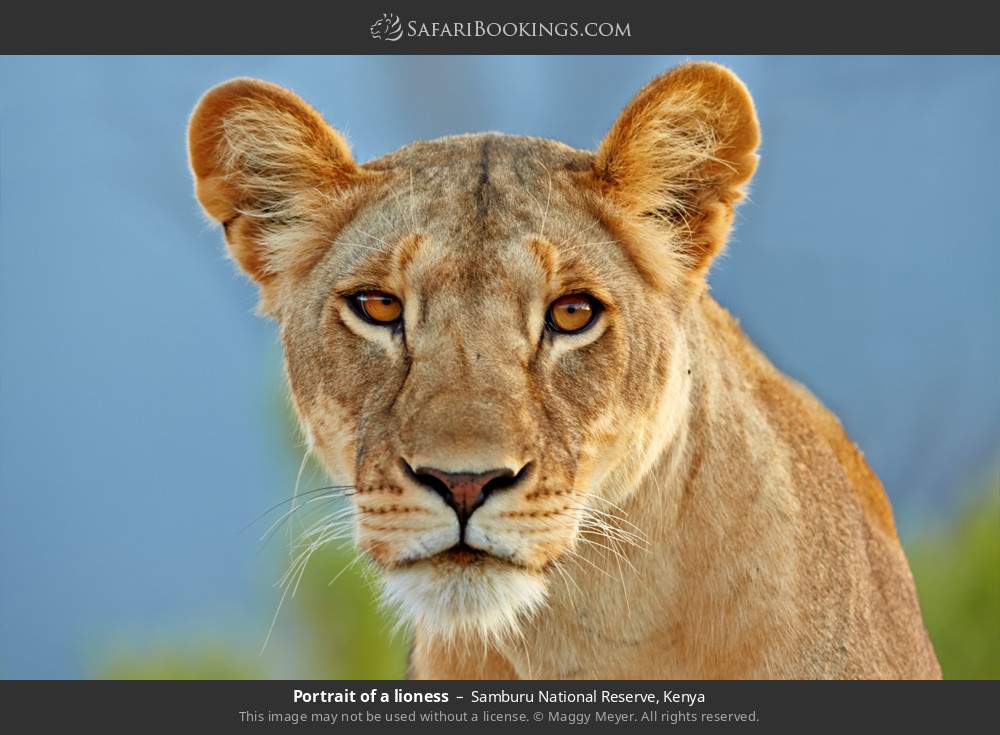 Portrait of a lioness in Samburu National Reserve, Kenya