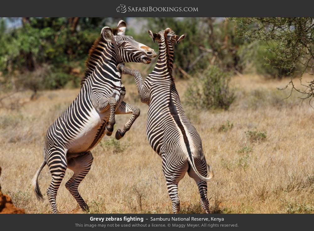 Grevy's zebras fighting in Samburu National Reserve, Kenya