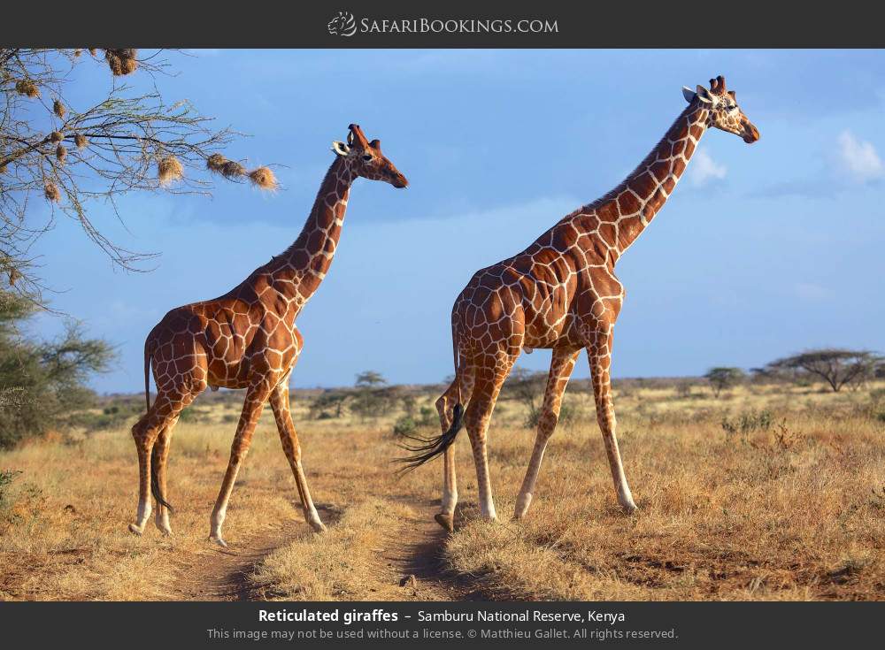 Reticulated giraffes in Samburu National Reserve, Kenya