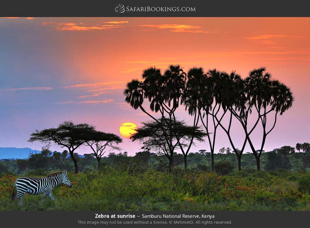 Zebra at sunrise in Samburu National Reserve, Kenya