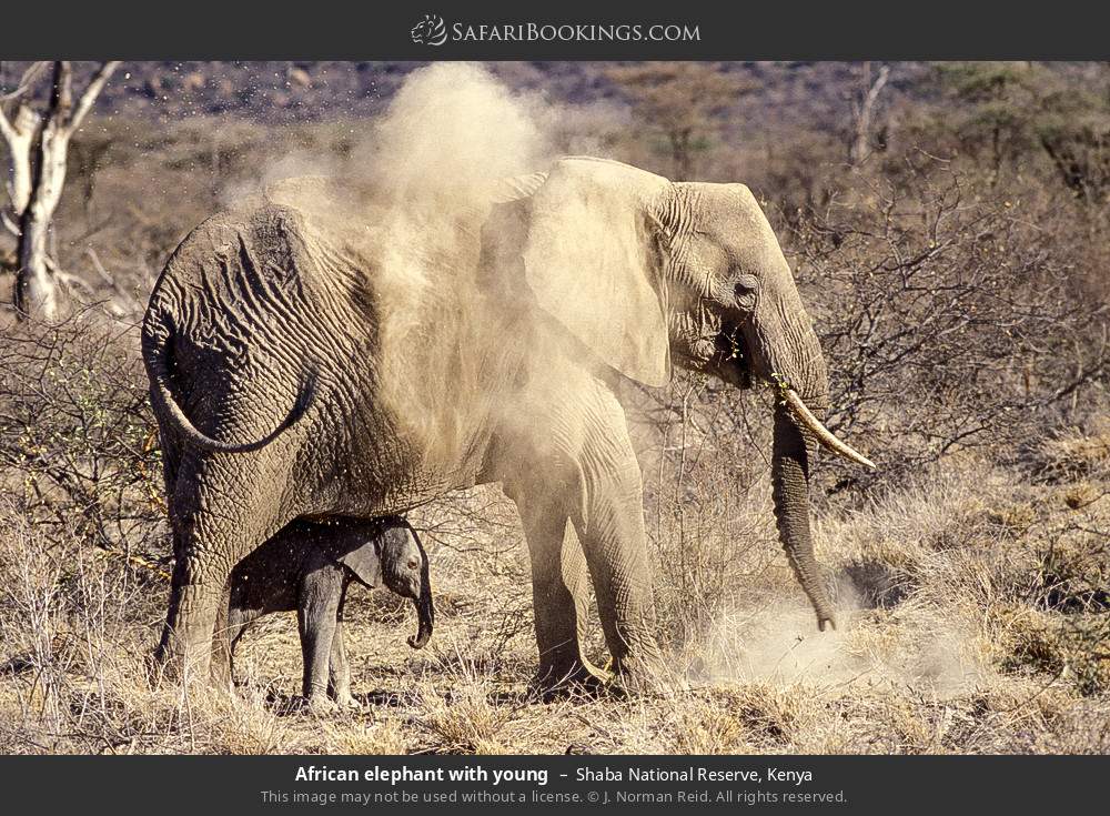 African elephant with young in Shaba National Reserve, Kenya