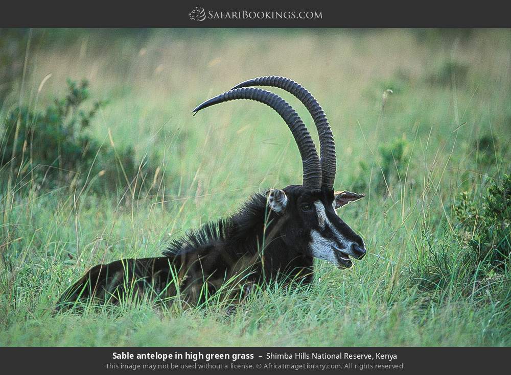 Sable antelope in high green grass in Shimba Hills National Reserve, Kenya