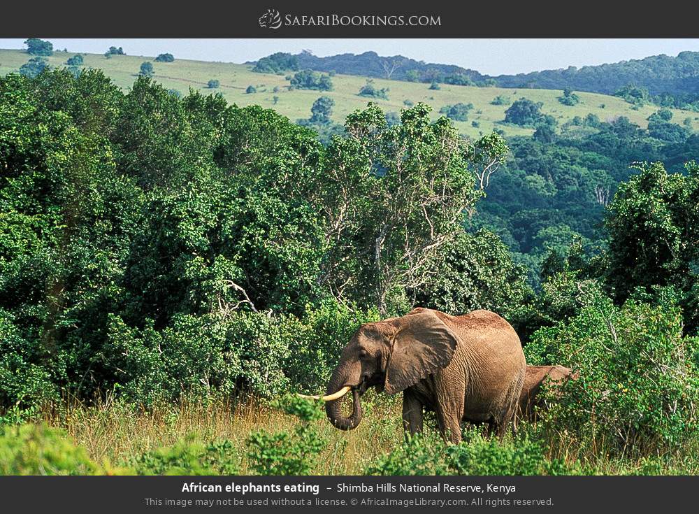 African elephants eating in Shimba Hills National Reserve, Kenya