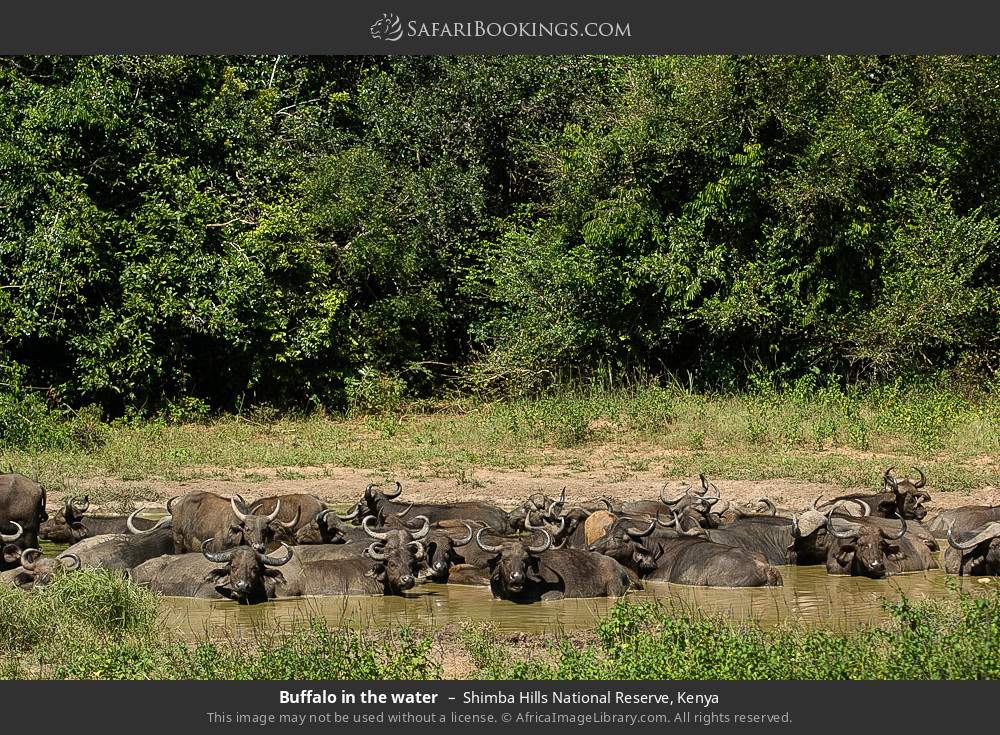 Buffalo in the water in Shimba Hills National Reserve, Kenya