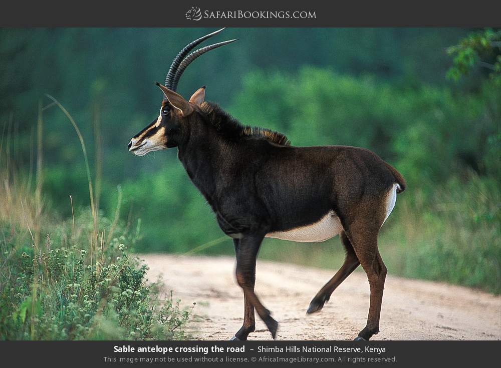 Sable antelope crossing the road in Shimba Hills National Reserve, Kenya