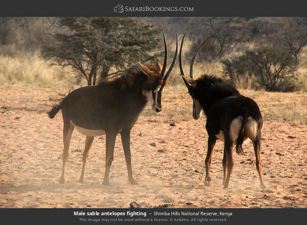 Male sable antelope fighting in Shimba Hills National Reserve, Kenya
