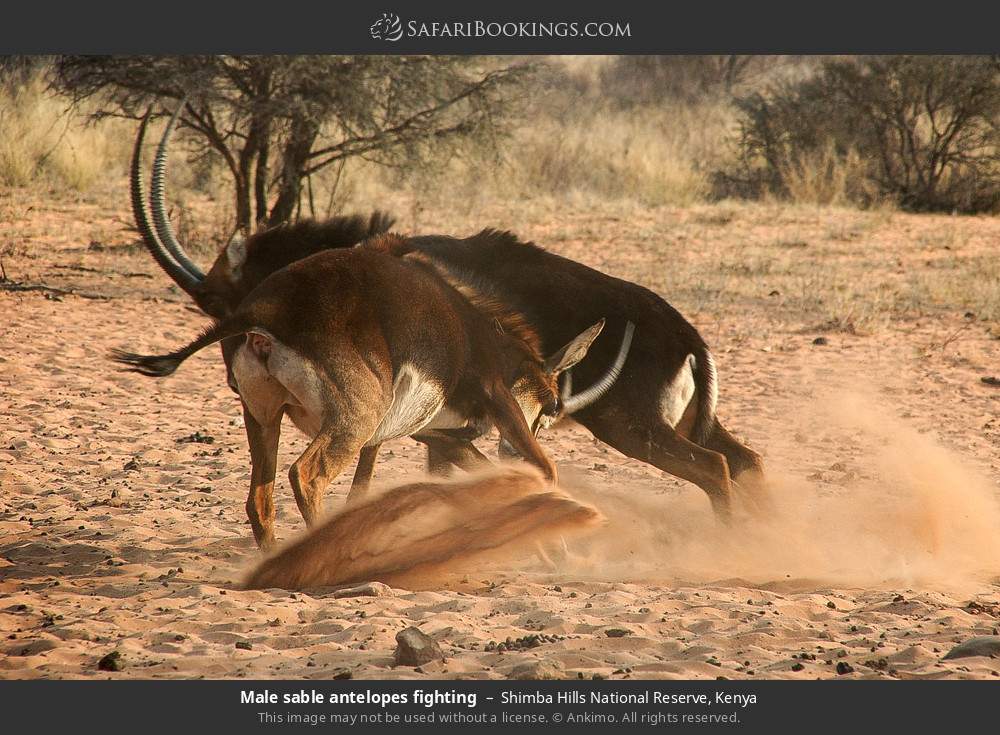 Male sable antelope fighting in Shimba Hills National Reserve, Kenya