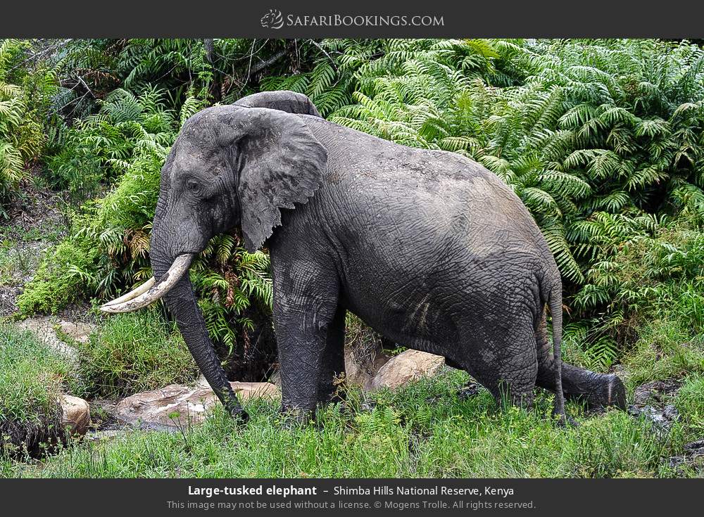 Large-tusked elephant in Shimba Hills National Reserve, Kenya