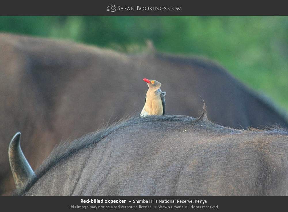 Red-billed oxpecker in Shimba Hills National Reserve, Kenya