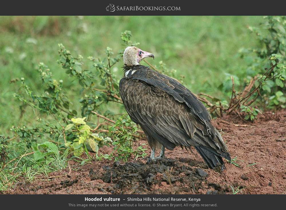 Hooded vulture in Shimba Hills National Reserve, Kenya