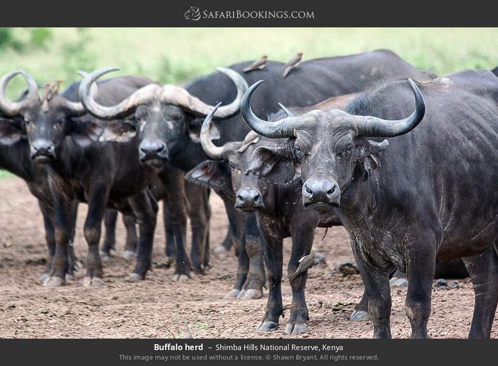 Buffalo herd in Shimba Hills National Reserve, Kenya