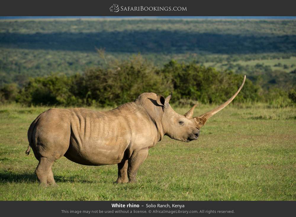 White rhino in Solio Ranch, Kenya