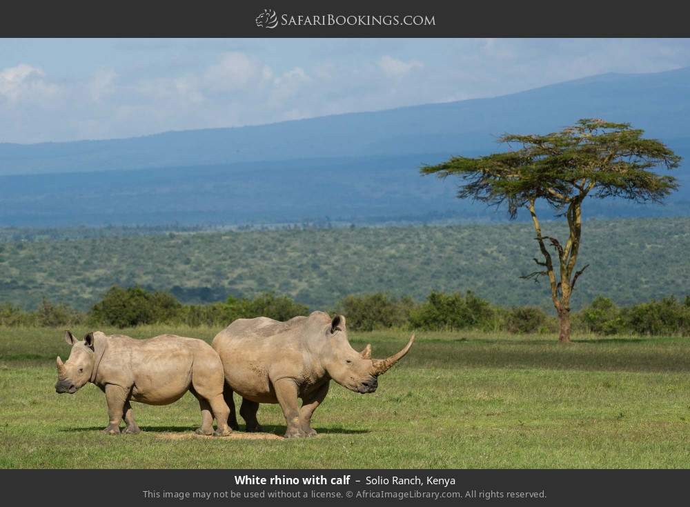 White rhino with calf in Solio Ranch, Kenya