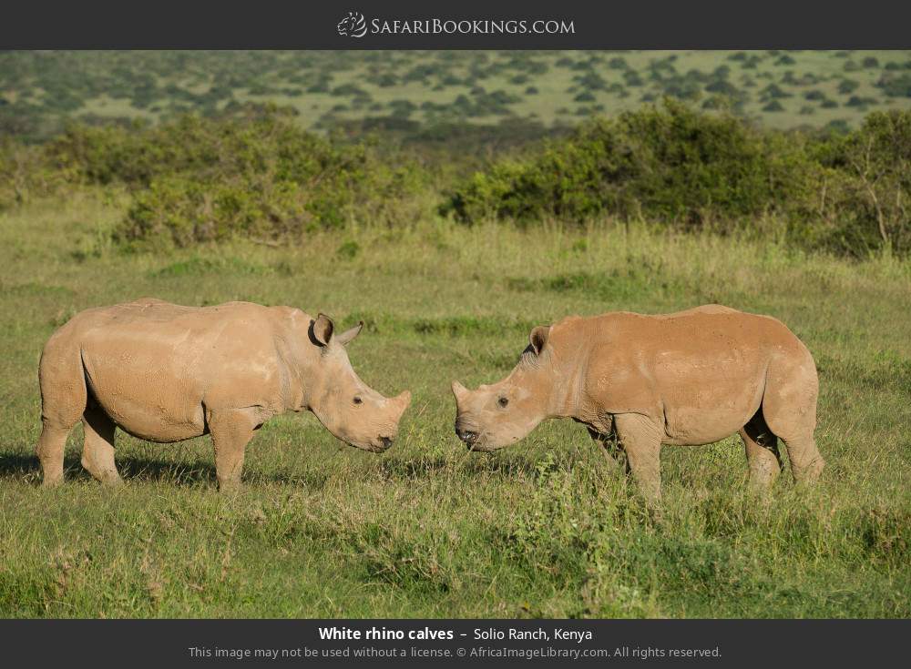 White rhino calves in Solio Ranch, Kenya