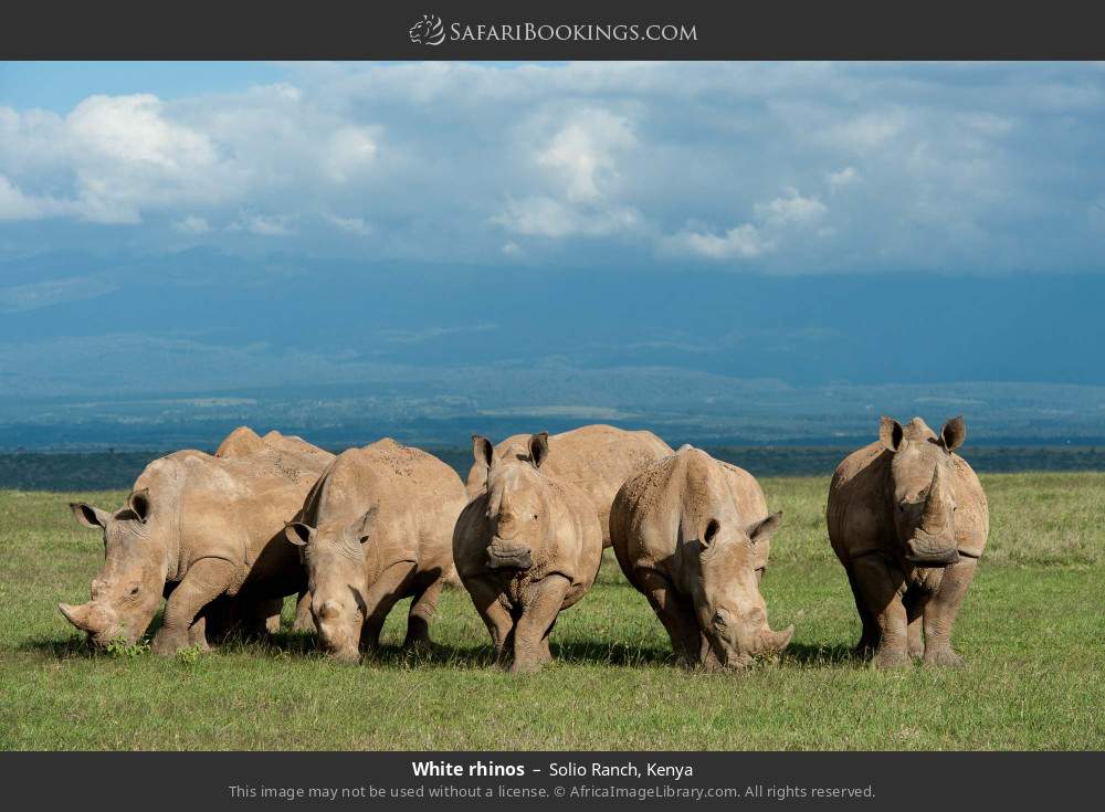 White rhinos in Solio Ranch, Kenya