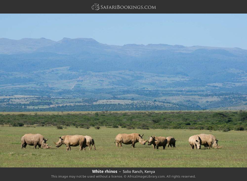 White rhinos in Solio Ranch, Kenya