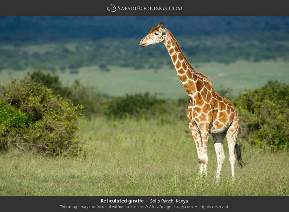 Reticulated giraffe in Solio Ranch, Kenya