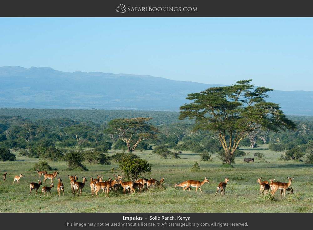 Impalas in Solio Ranch, Kenya