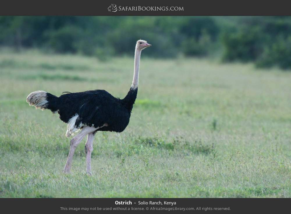 Ostrich in Solio Ranch, Kenya