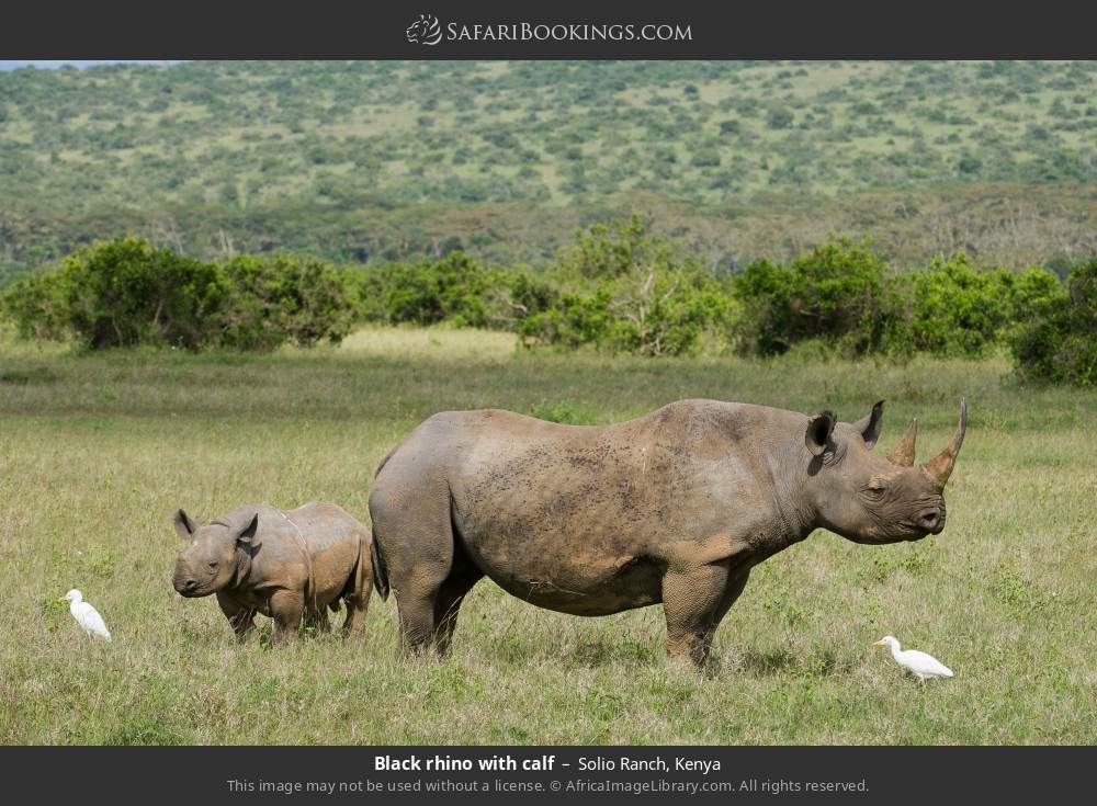 Black rhino with calf in Solio Ranch, Kenya