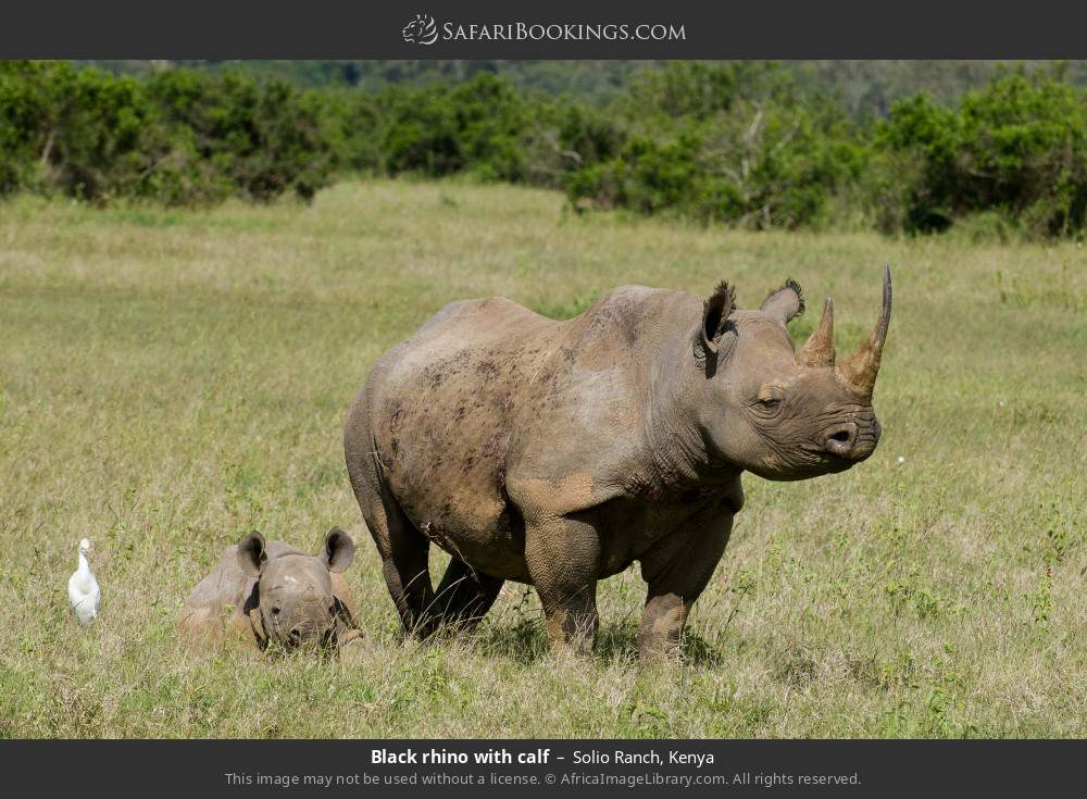 Black rhino with calf in Solio Ranch, Kenya